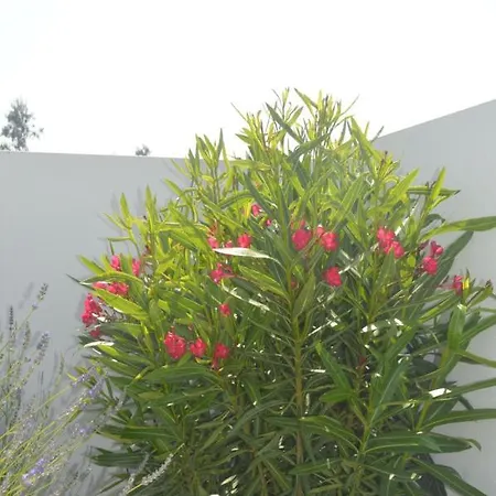 Casa Alegria Вилла Nadadouro