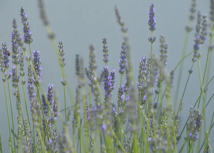 Casa Alegria וילה