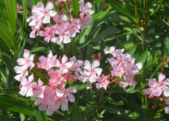 Casa Alegria וילה Nadadouro