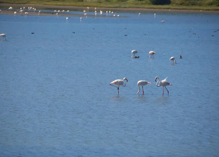 Casa Alegria וילה