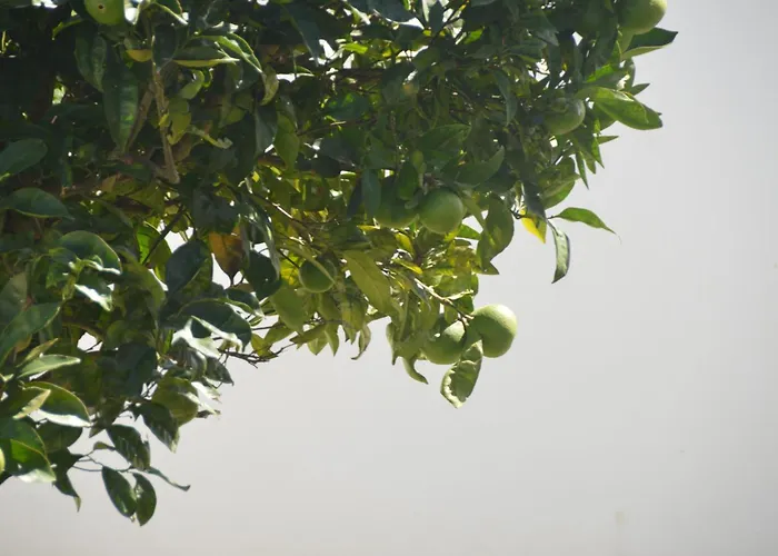 Casa Alegria וילה *